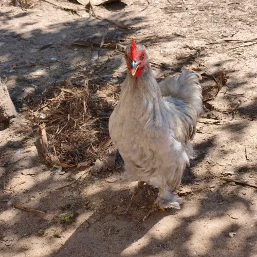 Casal de Mini Cochin Lavanda, galinha Galo