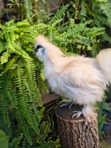 Frango sedosa