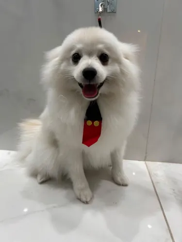 Cachorro
