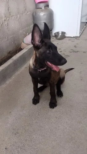 Pastor Belga de Melinois, fêmea 4 meses!