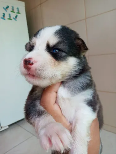 Husky siberiano macho 