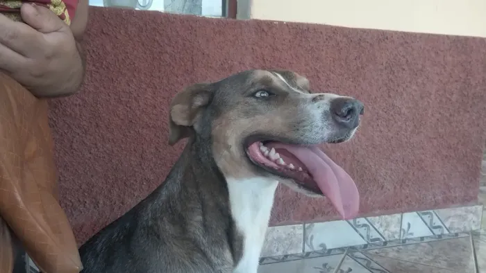 Doação Cachorro castrado