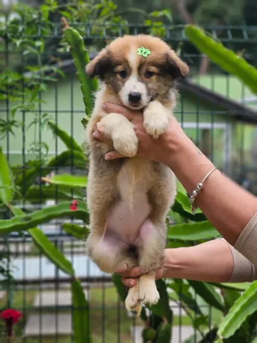 Border Collie | Entrega em CG 24/08
