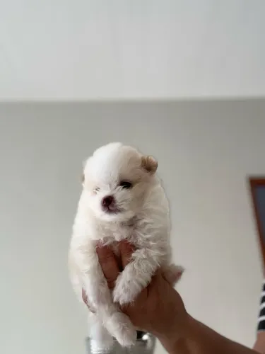 Spitz alemão 
