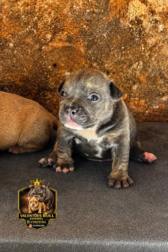 AMERICAN BULLIE MICRO OPORTUNIDADE 