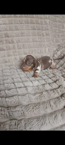 Basset macho