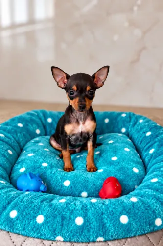 Pinscher zerinho machinho
