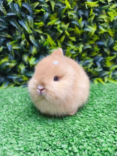 Netherland Dwarf ( coelho anão) linhagem importada.