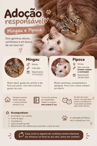 Adoção Gatos Adultos 