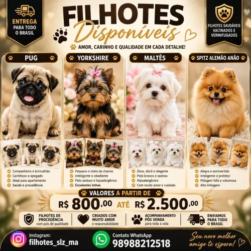 Pug / Yorkshire / maltês / Spitz alemão anão / pinscher