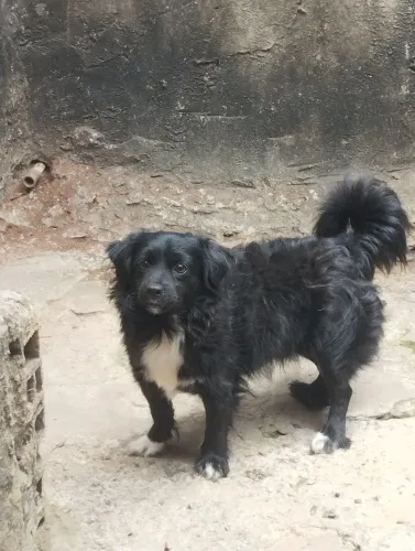 Cachorro ?