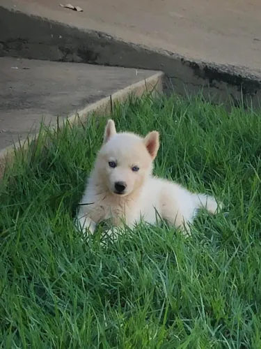 HUSKY SIBERIANO (FILHOTES)