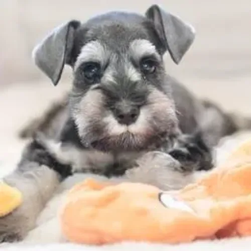 Schnauzer,Schnauzer Filhote Pronto Para Novo Lar