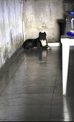 Pitbull fêmea pra doação