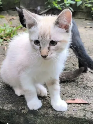Gatinha filhote lindo para adoção