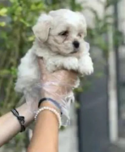 Lhasa apso