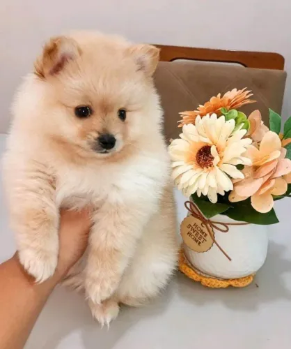 Spitz alemão