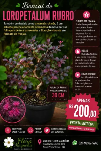Bonsai Louropetalum rubro
