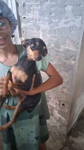 Animais