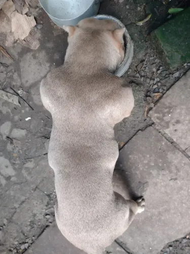American bully  troco por filhote rotwailer ou pastor alemão 