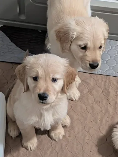Filhotes de Golden Retriever | Seu novo parceiro de momentos!
