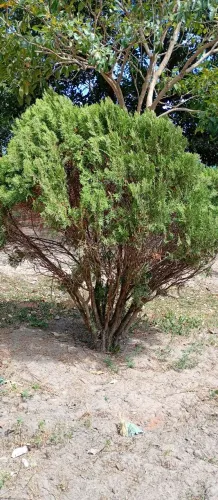 Plantas
