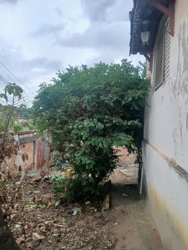 Jabuticabeira produzido muito 