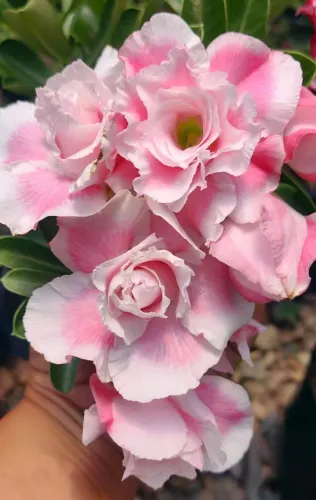 ROSA DO DESERTO