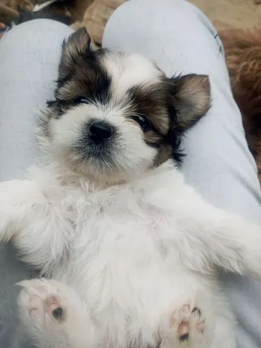 Mini cachorro shitzu o puro ?