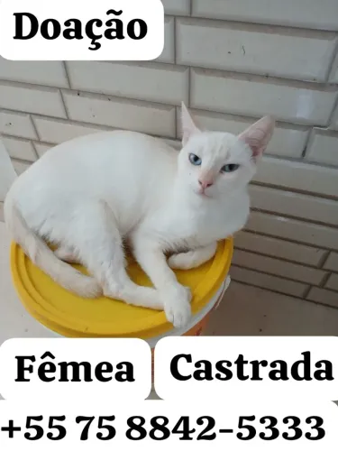 Gatinha para adoção