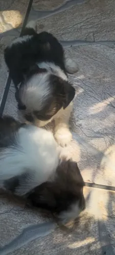 Filhotes de Shitzu puro tem 2 fêmeas e 1 macho