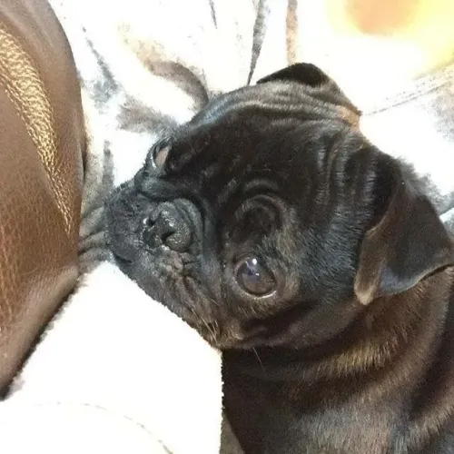 Filhotes de Pug | Uma companhia para guardar no coração!