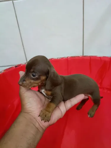 Filhote dachshund Cofap Basset macho chocolate