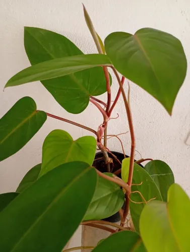 2 potes de Filodendro por R$30
