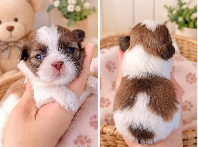 Filhotes fêmeas shih Tzu