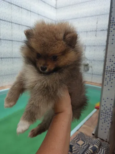 Spitz alemão fêmea laranja com pata branca anã