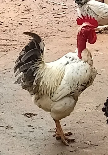 Galo rodhia pescoço pelado