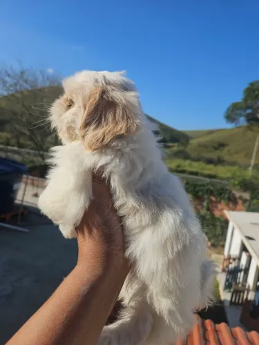 Cachorro
