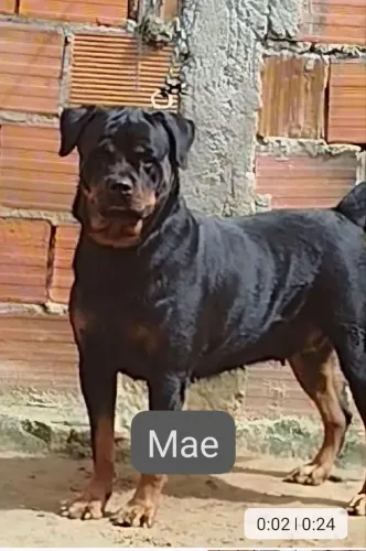 Filhotes de Rottweiller