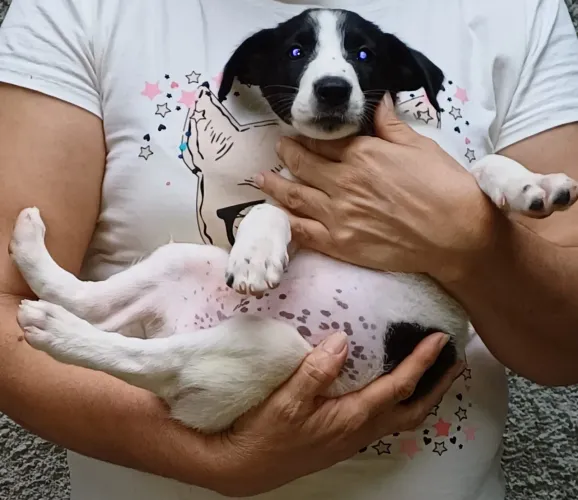 Adoção responsável, cachorrinhas fêmeas 