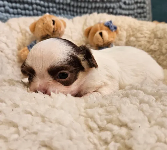 Chihuauha