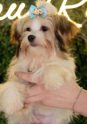 York Shire Biewer com pedigree
