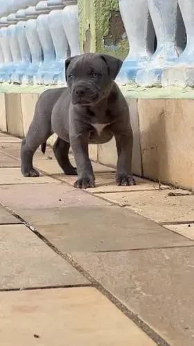 Pit monster filhotes 