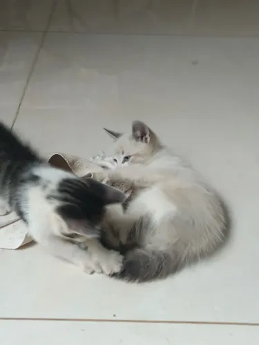 Doa-se se dois gatinhos ( macho e fêmeas)