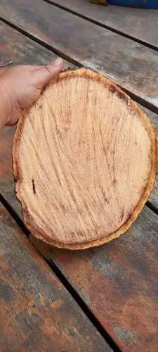 Bolacha de madeira rustica