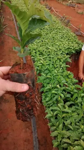 Mudas de café arábica