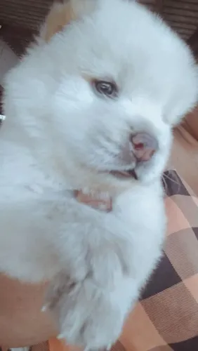 Cachorro Chow chow