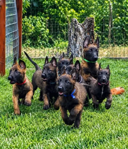Filhote Malinois