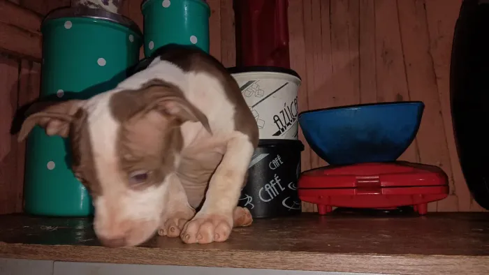 Fêmea Pitbull Filhota - Desverminada / Ótima Linhagem