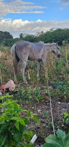 Cavalo de sela em Mossoró